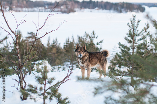 dog in winter