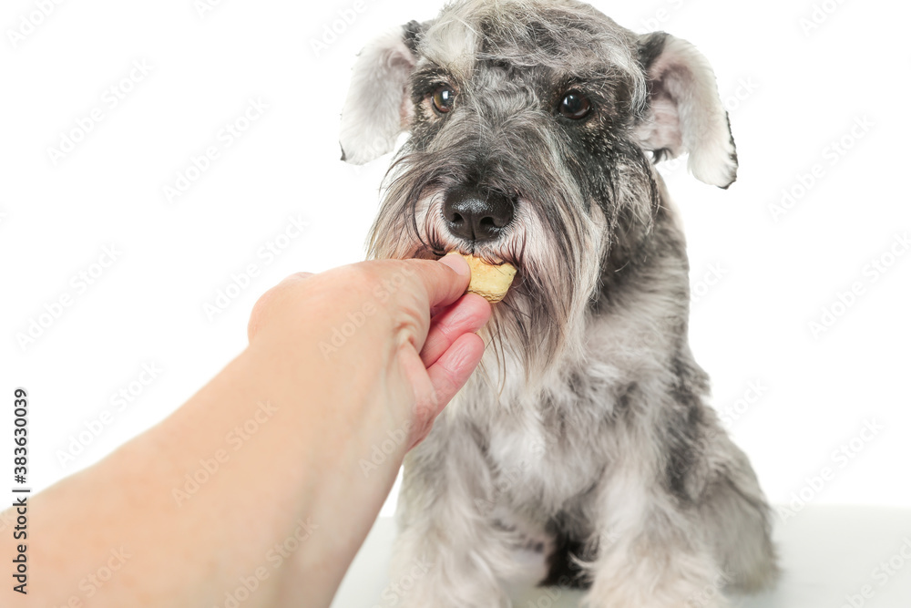 Schnauzer puppy dog eating food biscuit from hand isolated on white background. Dog training, feeding pet concept. 