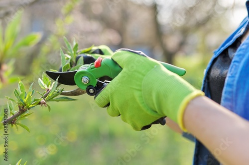 Spring pruning of garden fruit trees and bushes