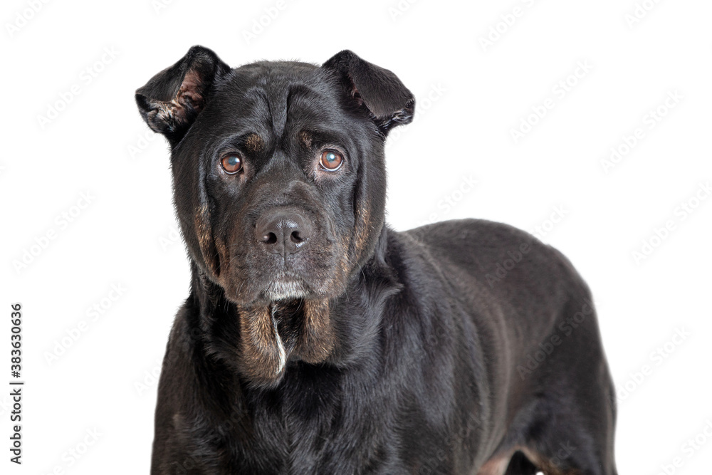 Black Rottweiler Crossbreed Dog Closeup Black Rottweiler Crossbreed Dog Closeup
