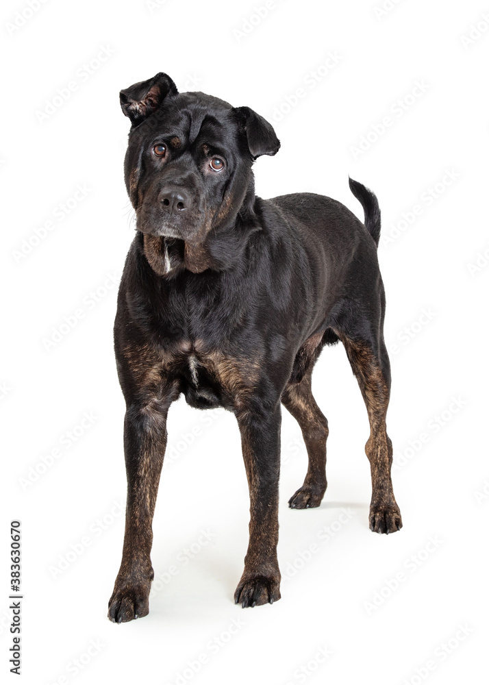 Obraz premium Black Rottweiler Crossbreed Dog Standing Looking Forward