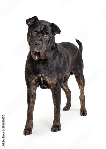 Black Rottweiler Crossbreed Dog Standing Looking Forward