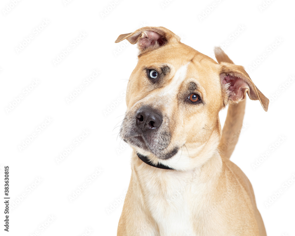 Closeup Big Yellow Dog Tilting HEad Closeup Big Yellow Dog Tilting HEad