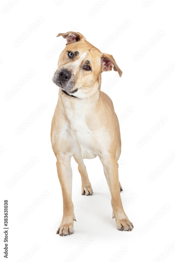 Yellow Labrador Retriever Crossbreed Dog Tilting Head