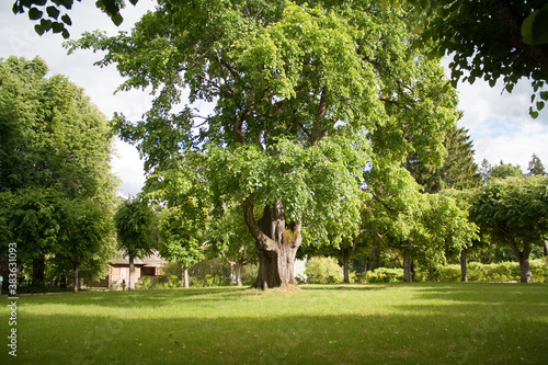 oak in the park