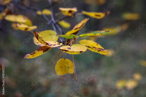 Bright yellow leaves on a dark blurred background. Yellow leaves in the autumn forest. © Sergei