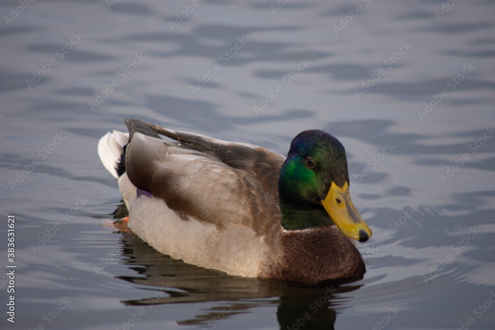 Fototapeta premium duck in the water