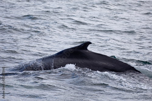 The dorsal fin of a Humpback whale.