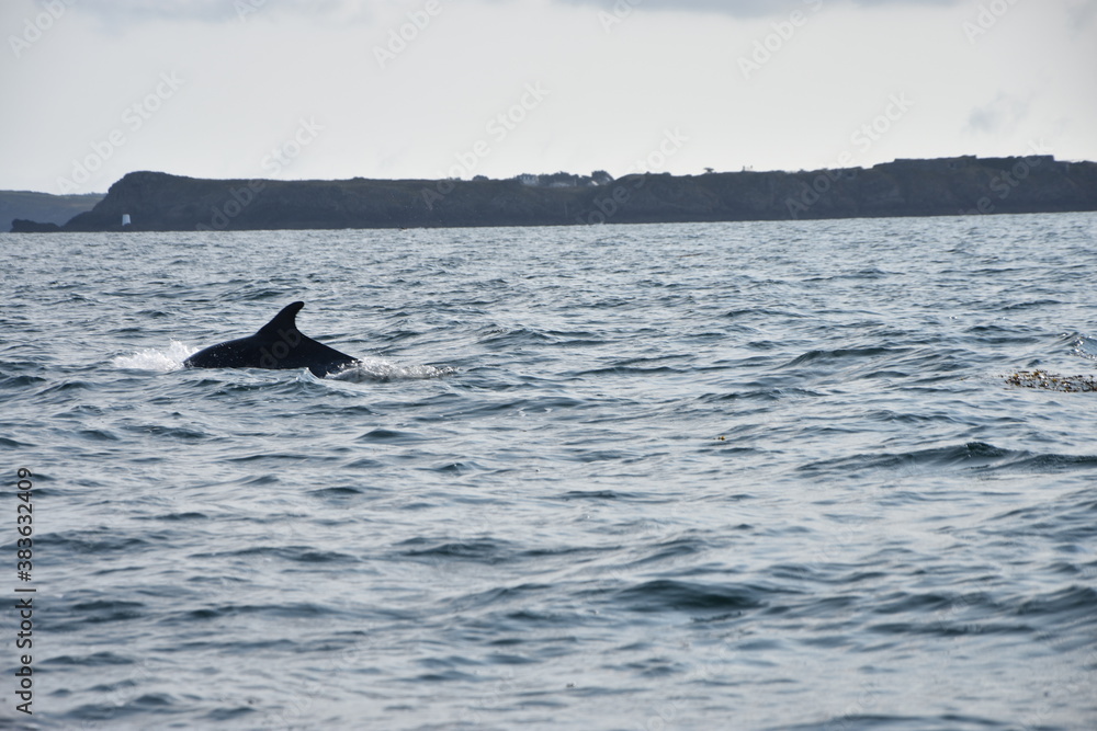 Fototapeta premium dauphin, saint-malo