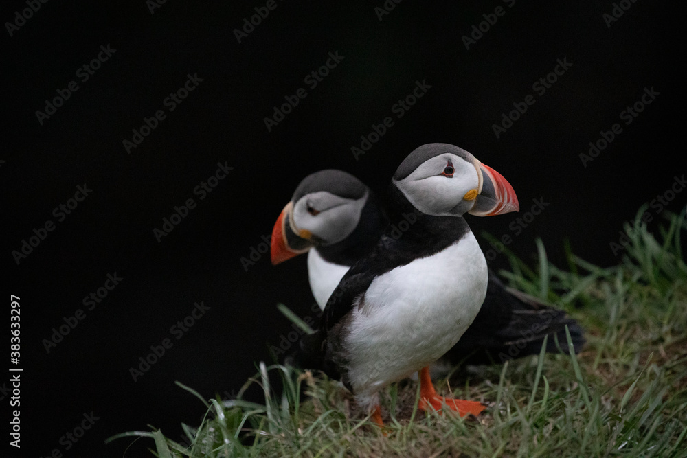 Naklejka premium A pair of colourful puffins facing away from each other.