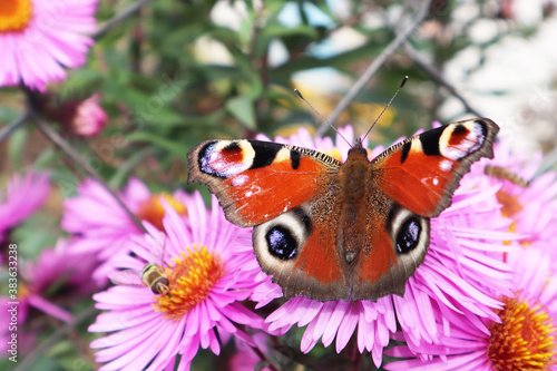 Selective soft focus, close-up. Beautiful butterfly on a flower. Summer and beauty concept. Place for inscription.