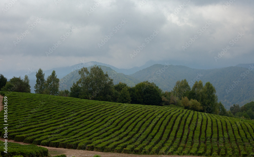 green tea plantation