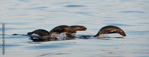 Photography Seals swim and jumping out of water .