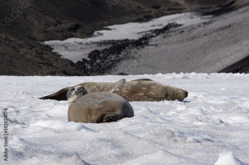 sunbathing seals