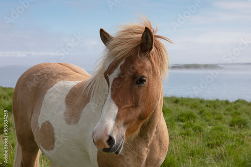 A brown and white Icelandic horse turns away from the camera.