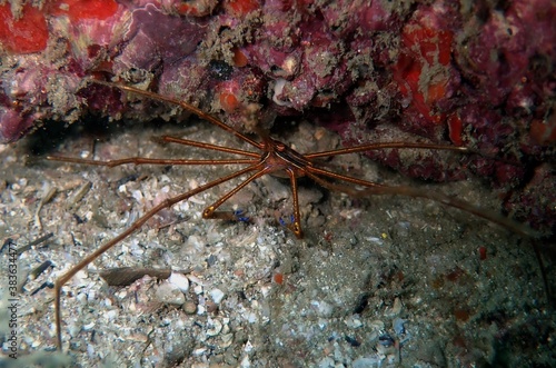 Arrow head crab