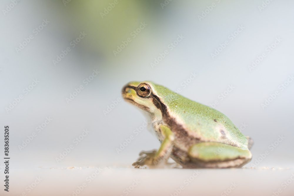 Fototapeta premium Macro shot of a small frog