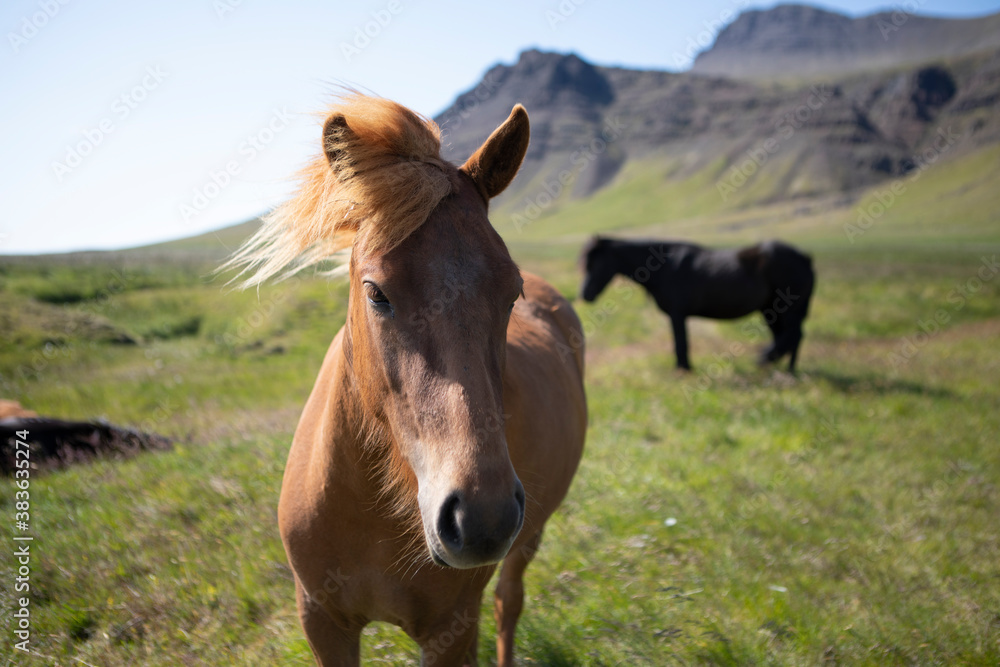 A brown icelandic horse takes a closer look at the camera. A brown icelandic horse takes a closer look at the camera.