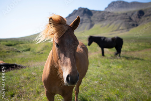 A brown icelandic horse takes a closer look at the camera.