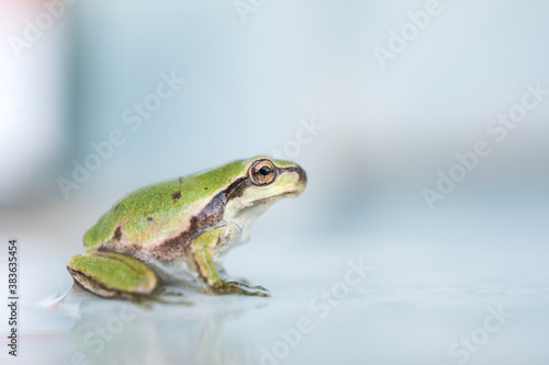 Macro shot of a small frog