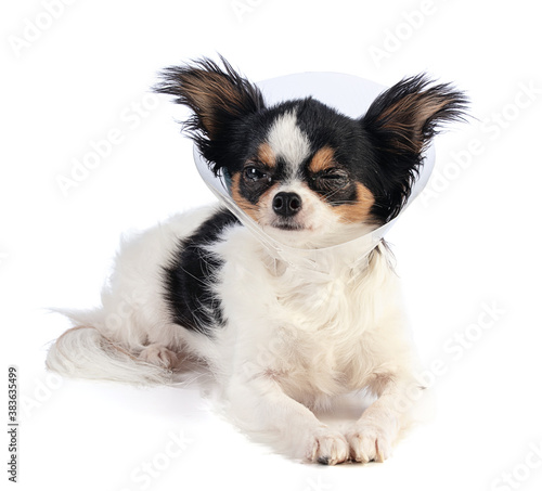chihuahua with eye problem