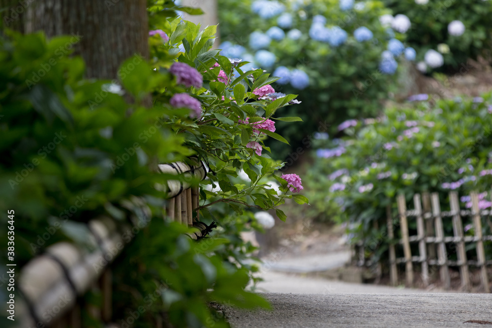 紫陽花の花 紫陽花の花