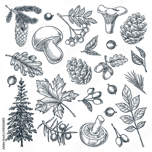 Autumn forest trees, mushrooms, plants, leaves set isolated on white background. Vector hand drawn sketch illustration