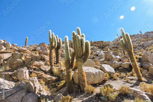 Cardones
