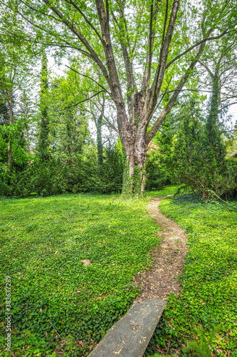 Walkway with a wooden bridge next to the trees in the arboretum.