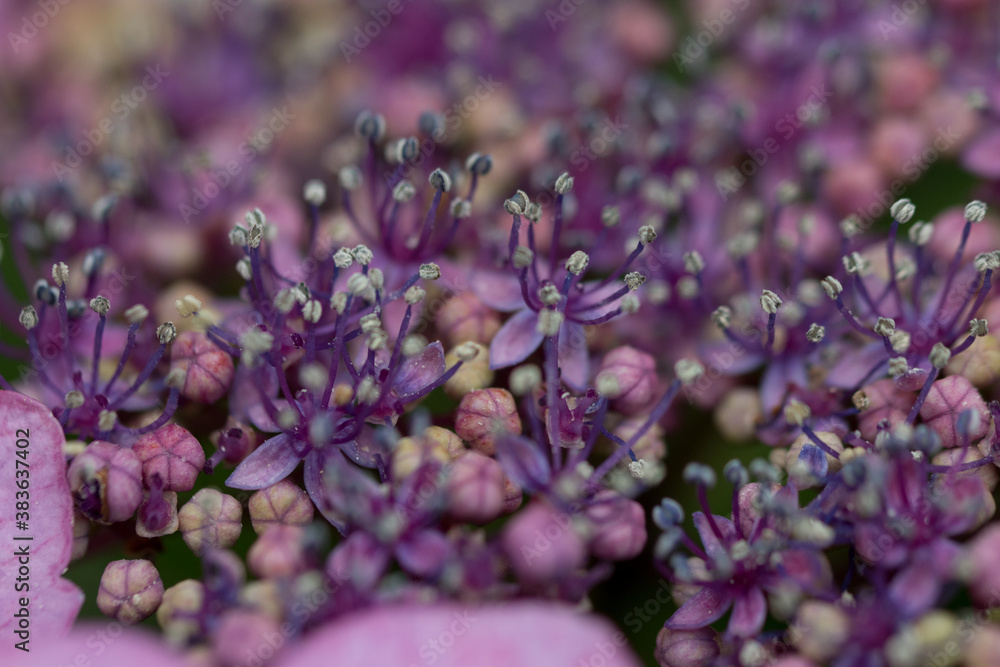紫陽花の花
