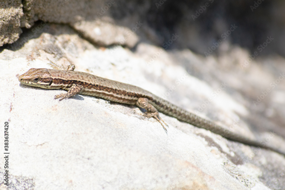 A small lizard on a stone wall in a sunny day A small lizard on a stone wall in a sunny day