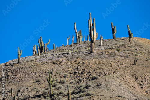 Cardones