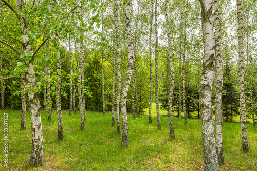 Birch grove, natural still life formed by a group of trees.