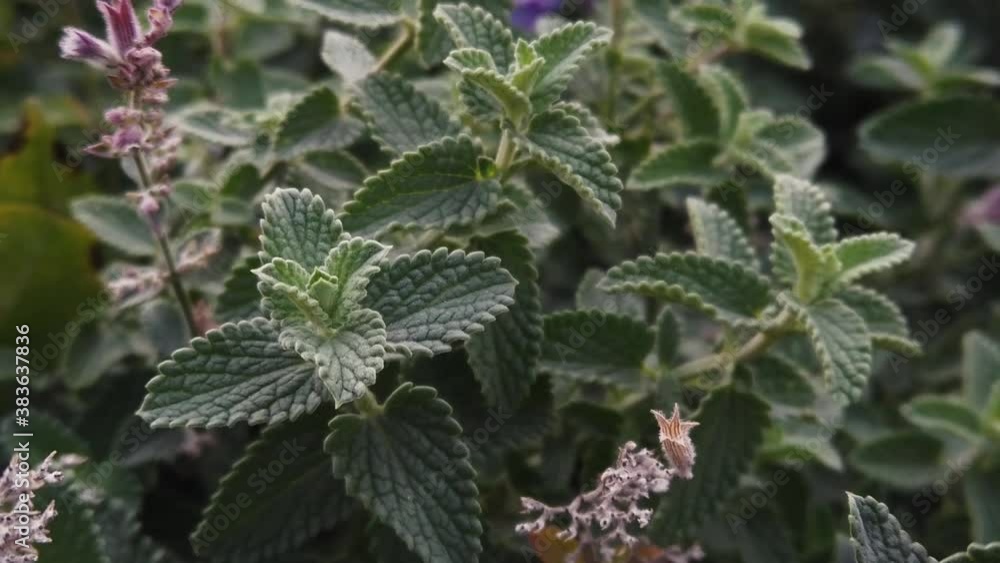 Slow motion HD. Dark green melissa plant leaves and inflorescences beautiful. Blooming healthy herbal leaf plant. Medicinal herbs to add to tea and make drinks and food. Macro melissa grow invironment Slow motion HD. Dark green melissa plant leaves and inflorescences beautiful. Blooming healthy herbal leaf plant. Medicinal herbs to add to tea and make drinks and food. Macro melissa grow invironment