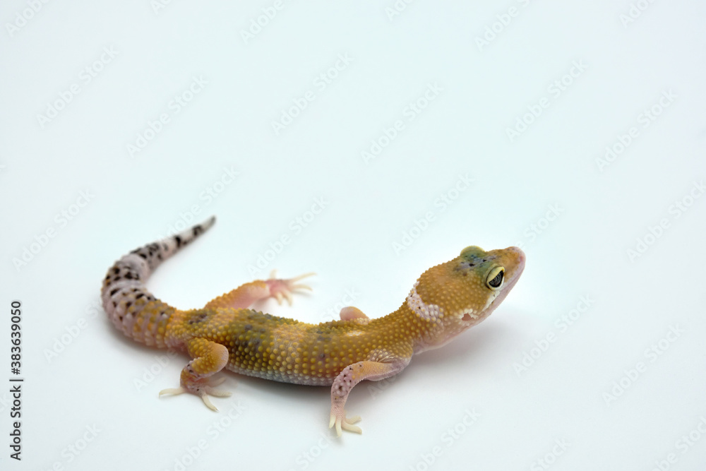 gecko gecko