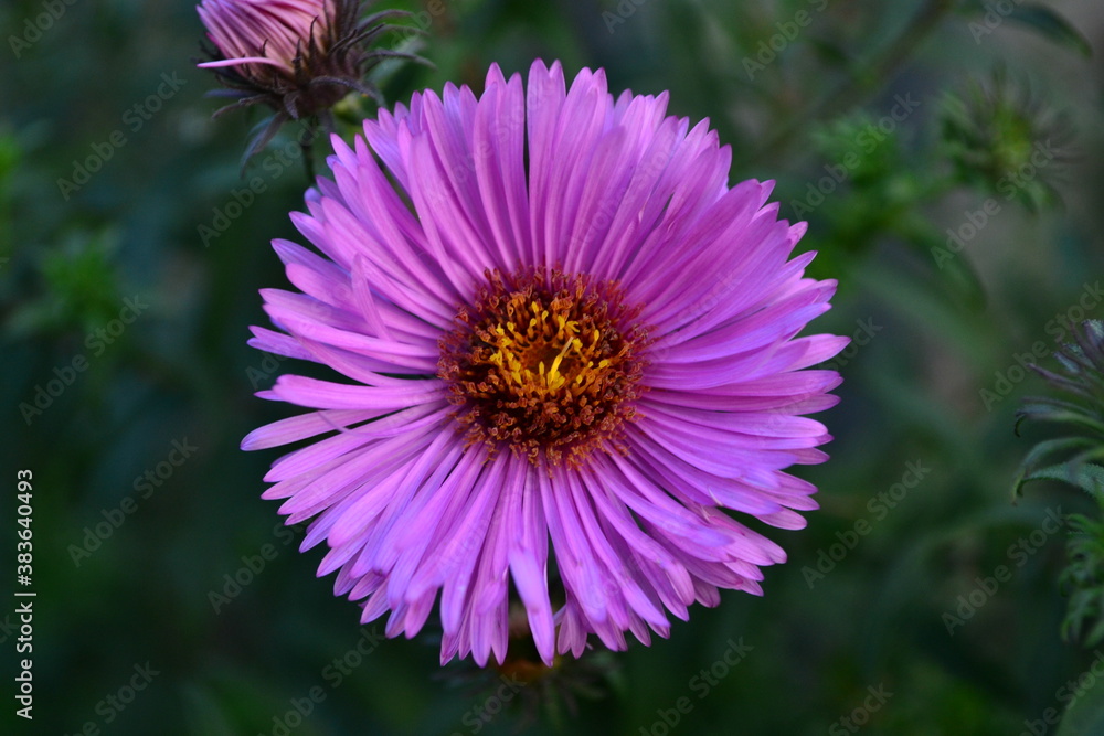 macro photo of a pink flower macro photo of a pink flower