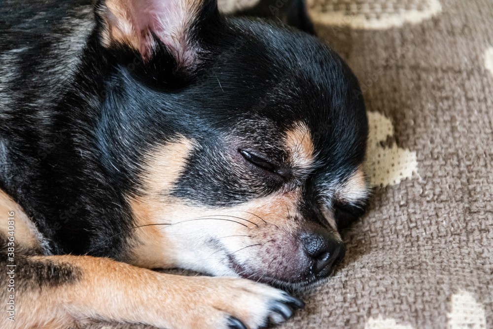 Close up photo of sleepy and tired chihuahua god.