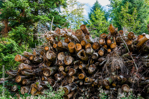 Wildenstein, Eiche, Eichenbaum, Eichenwald, totes Holz, Buchengewächse, Wald, Waldweg,, Park, Schloss, Weiher, Wanderweg Bubendorf, Basel, Baselland, Herbst, Schweiz photo