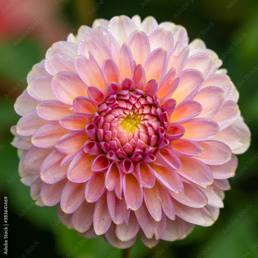 A beautiful pink, peach and yellow Dahlia blossom closeup with details of its symmetrical petals. 