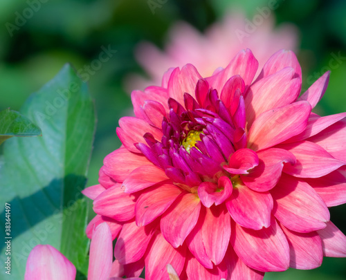 Gorgeous pink and purple dahlia flower growing against a soft focus green background.