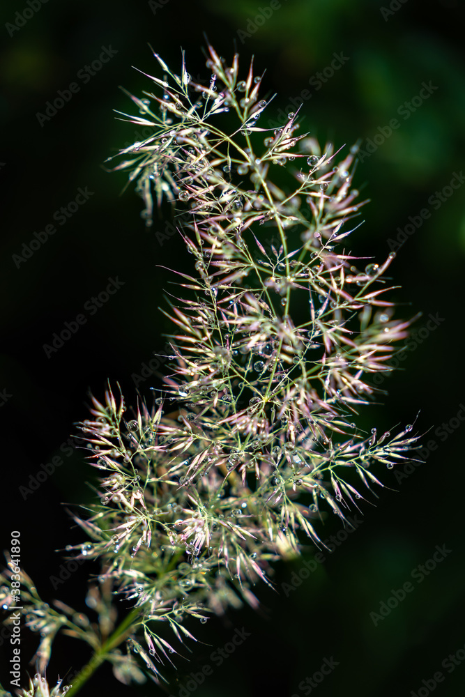 A flowering stalk of grass, covered with dew drops against a dark background. A flowering stalk of grass, covered with dew drops against a dark background.