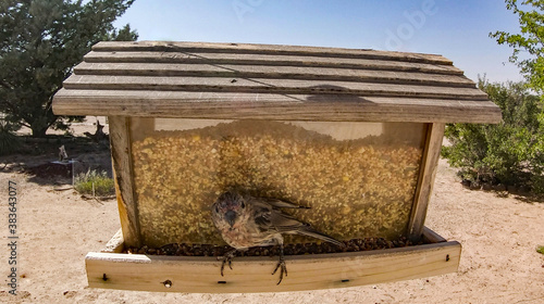 A red house Finch feeding.