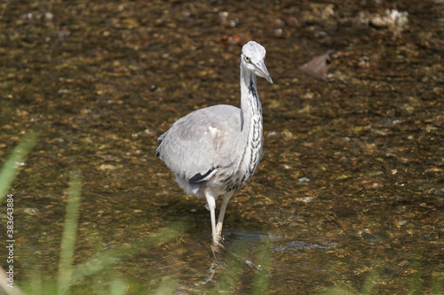 grey heron in water