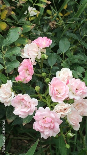 pink roses in garden