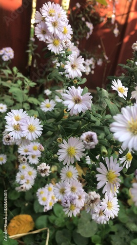 flowers in the garden