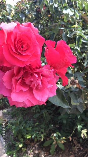 pink roses in garden