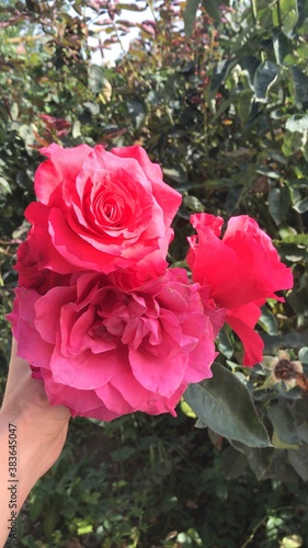 pink roses in garden