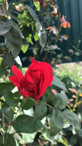 red rose in garden