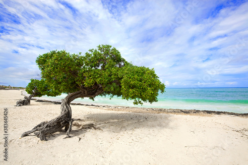 Foto Divi Divi tree