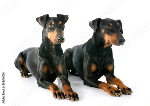 Fotografija Manchester terriers